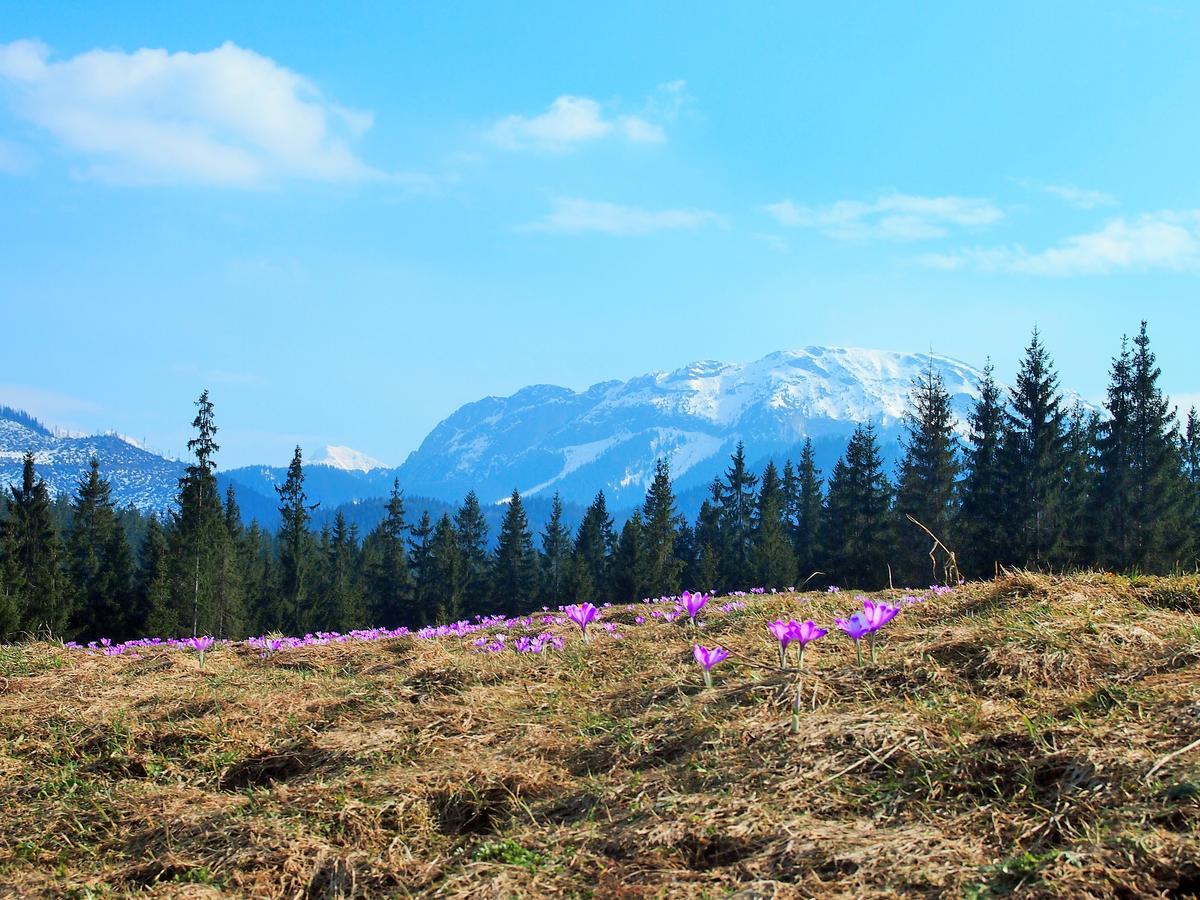 Vila Dziko Hanka Kościelisko Exteriér fotografie